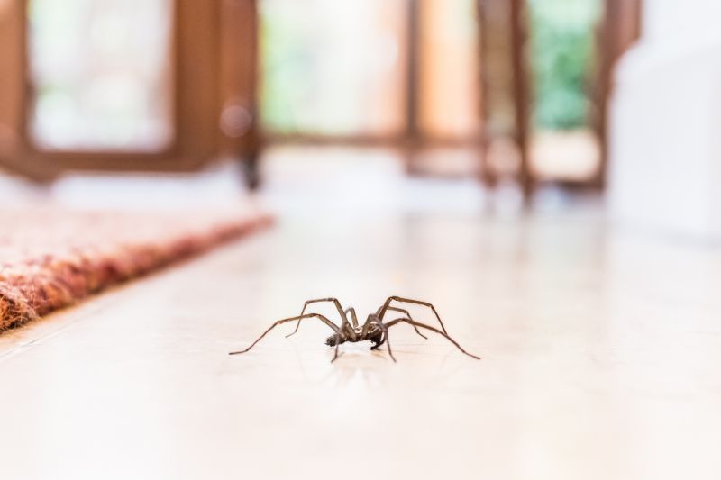 Hobo Spider Extermination in Denton, TX