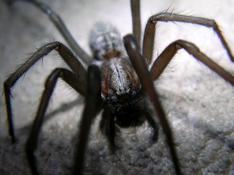 Hobo Spider Extermination in Frisco, TX