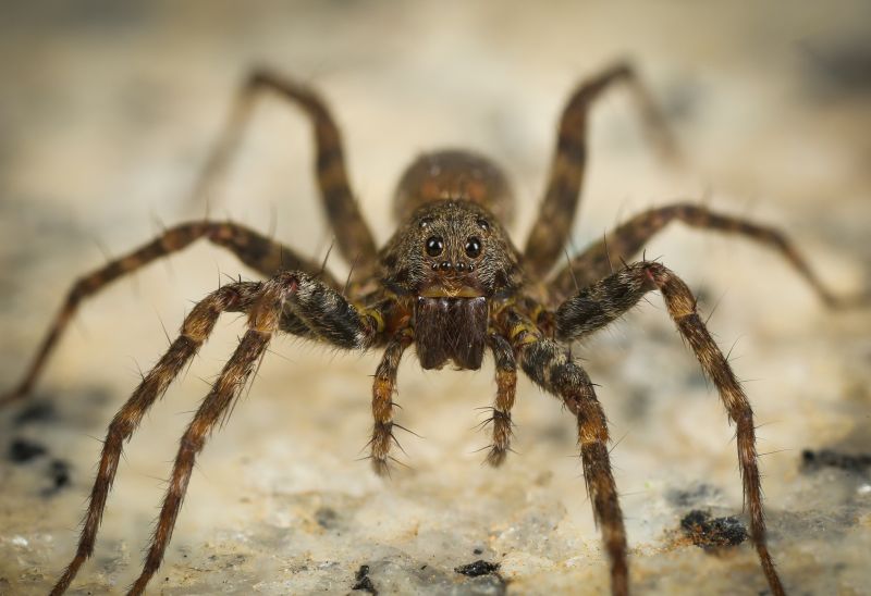 Hobo Spider Extermination in New Braunfels, TX