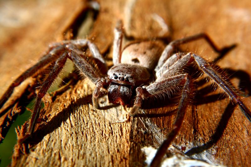 Huntsman Spider Extermination in New Braunfels, TX