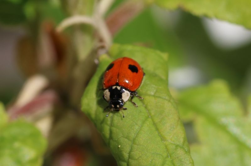 Ladybug Removal in Frisco, TX