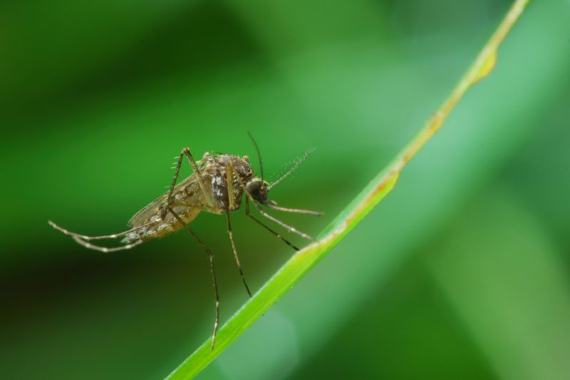 Mosquito Control Service in Arlington, TX