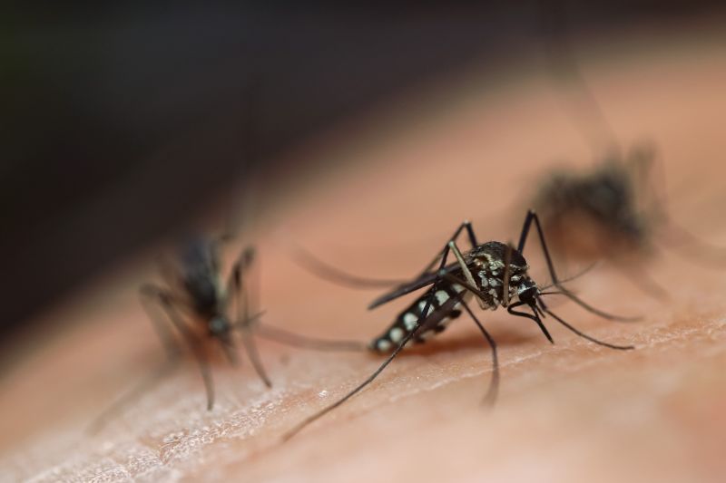 Mosquito Control Service in Rockwall, TX