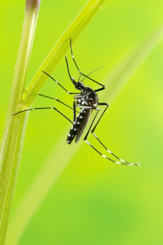 Mosquitoes Pest Control in Katy, TX