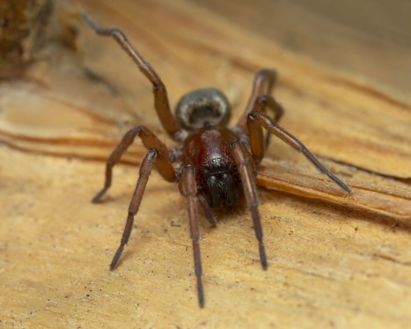 Mouse Spider Extermination in Katy, TX