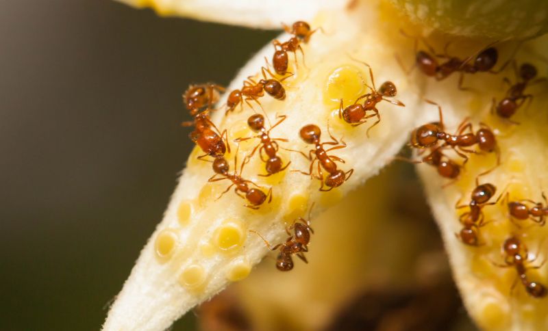 Red Ant Extermination in Arlington, TX