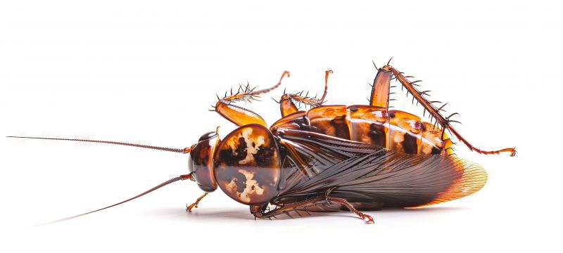 Roach Fumigation in Tampa, FL