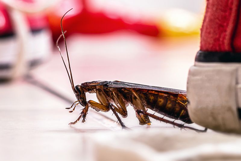 Roach Fumigation in Davis County, UT