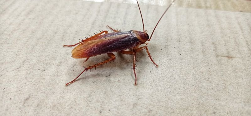 Roach Fumigation in Phoenix, AZ