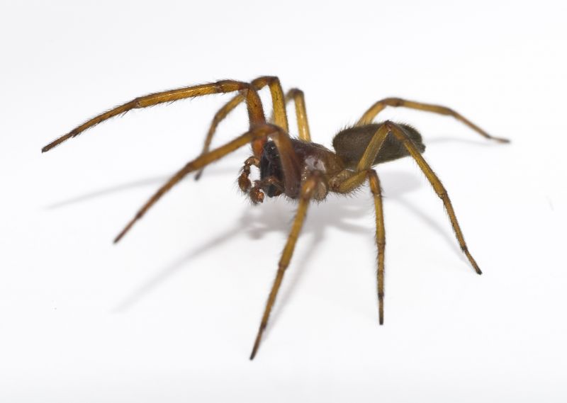 Spider Extermination Service in Rockwall, TX