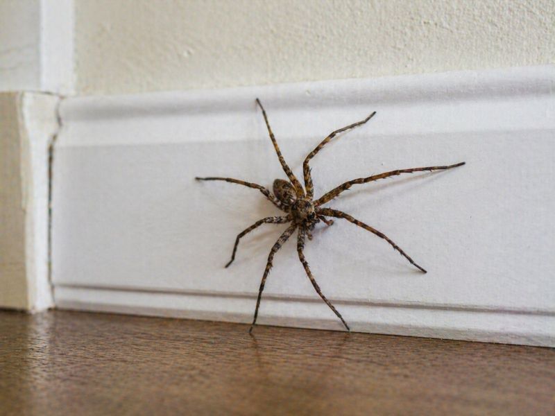 Spider Extermination Service in Denton, TX