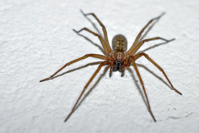 Spider Extermination Service in Denton, TX