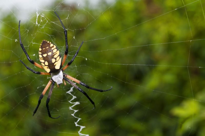 Spider Fumigation Service in West Palm Beach, FL