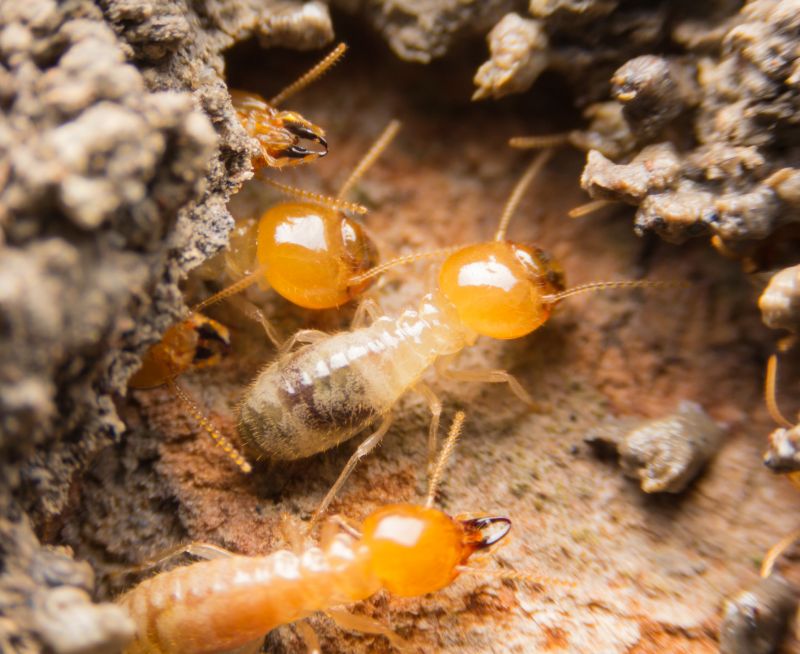 Termite Fumigation in Katy, TX