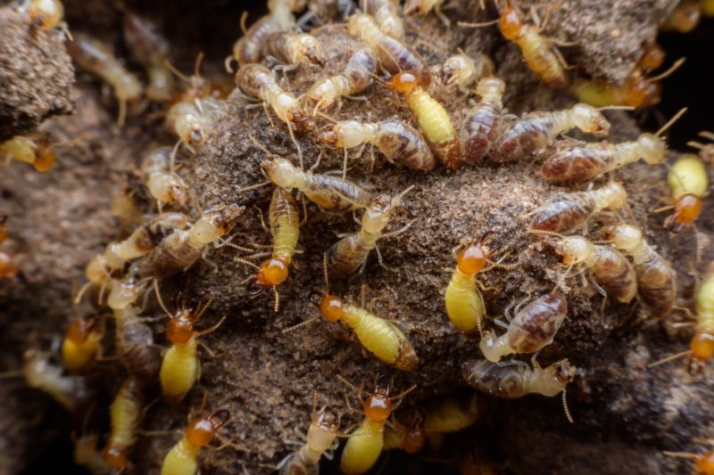 Termite Fumigation in Katy, TX