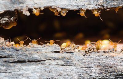 Termite Infestation Service in Katy, TX