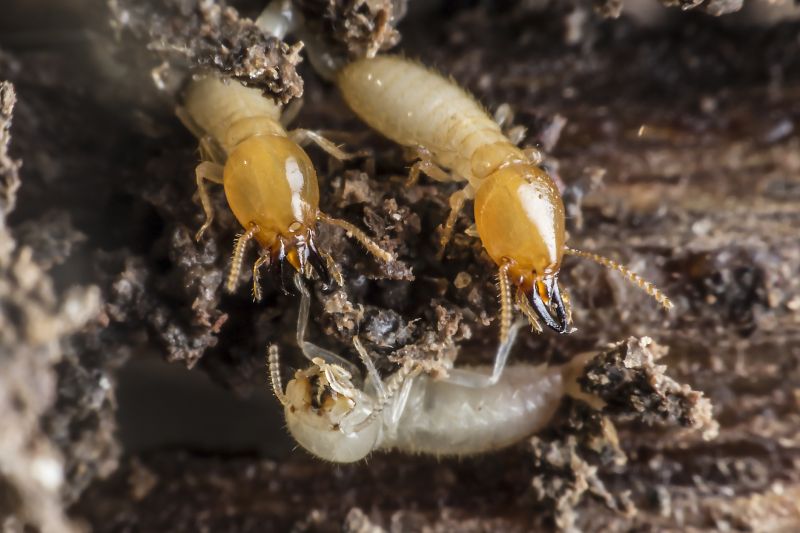 Termite Inspection Service in Katy, TX