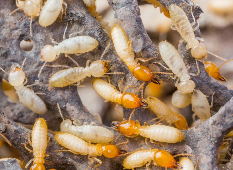 Termite Service in Frisco, TX