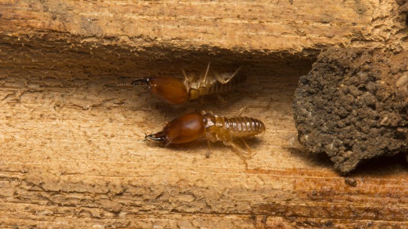Termite Treatment Service in Frisco, TX