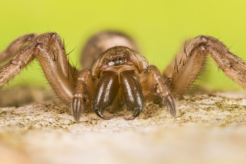 Trapdoor Spider Removal in Denton, TX