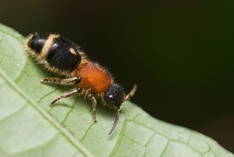 Velvet Ant Extermination in New Braunfels, TX