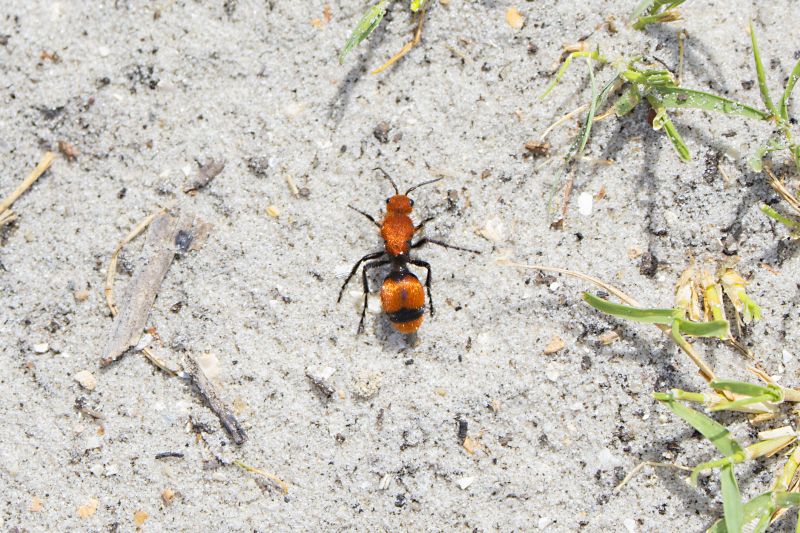 Velvet Ant Extermination in Mckinney, TX