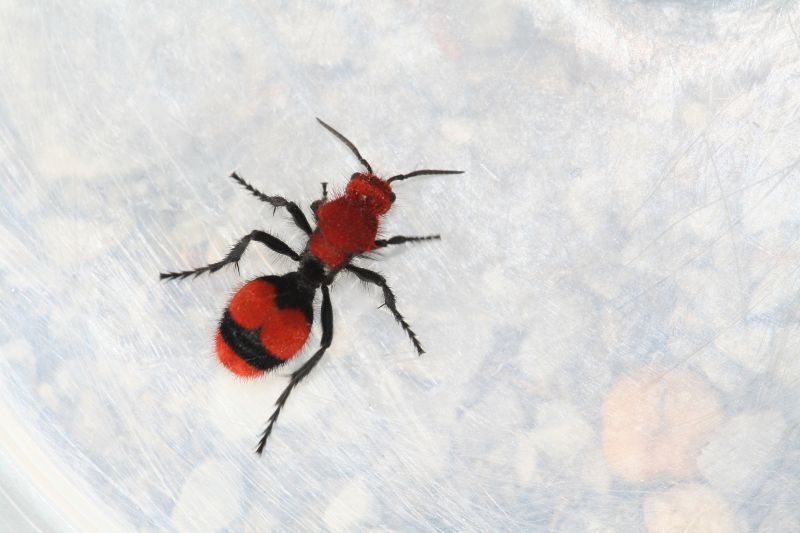Velvet Ant Extermination in Denton, TX