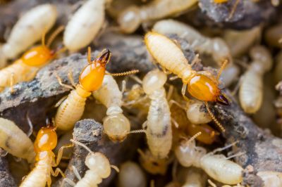 Winged Termite Extermination in Katy, TX
