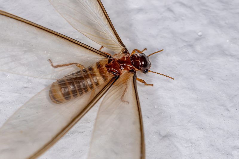 Winged Termite Extermination in Frisco, TX