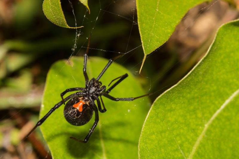 Wolf Spider Removal in Frisco, TX