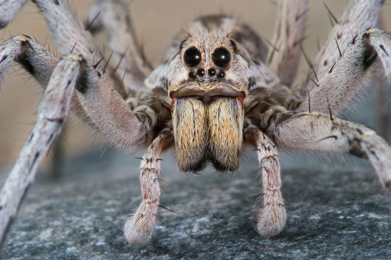 Wolf Spider Removal in Fort Worth, TX